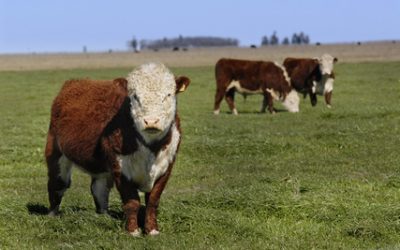 Blog 4 Descubre por qué la carne argentina es la mejor