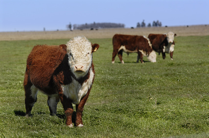 Descubre por qué la carne argentina es la mejor